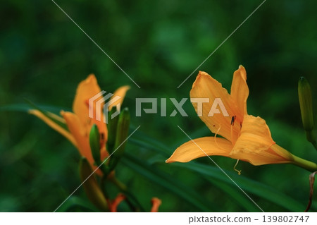 floating and blooming in the moonlight 139802747