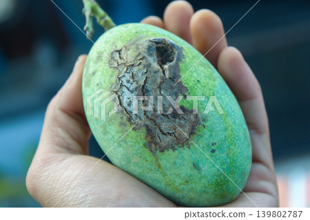 unhealthy food, decay, contamination 139802787