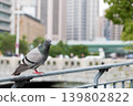 A pigeon perched on a railing with a city skyline in the background. 139802822