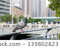 A pigeon perched on a railing with a city skyline in the background. 139802823