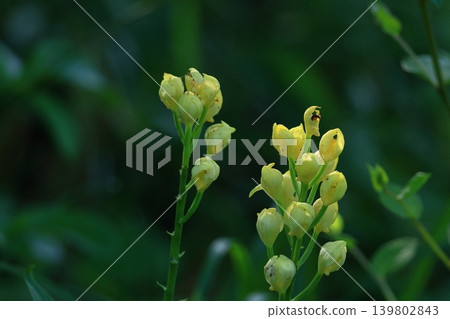 King of wild grass 139802843