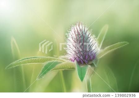 Beautiful clover flower on green background. Shallow depth of field. Close up. Nature.  139802936