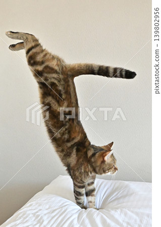 American Shorthair playing by jumping dynamically indoors American Shorthair playing by jumping dynamically indoors 139802956
