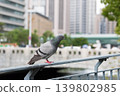 A pigeon perched on a railing with a city skyline in the background. 139802985