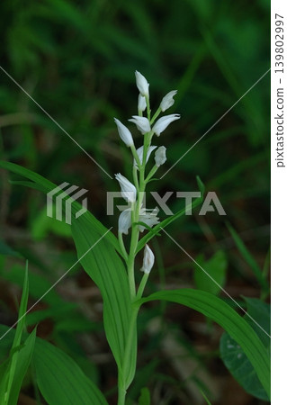 野草皇后 139802997