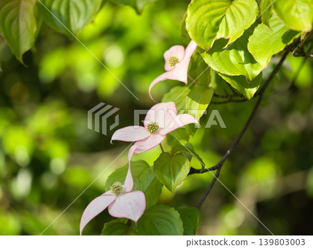 Pink flowers blooming amidst the fresh greenery. Pink flowers blooming amidst the fresh greenery. 139803003