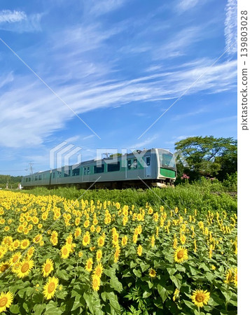 Under a blue sky, the Karasuyama Line Accum runs through the Kobanawa sunflower field in full bloom. 139803028