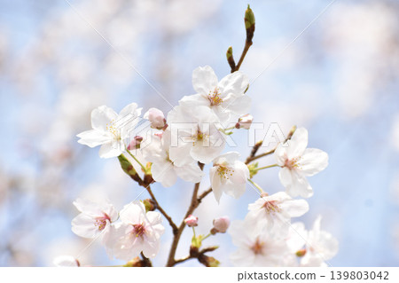 Pale pink cherry blossoms Pale pink cherry blossoms 139803042
