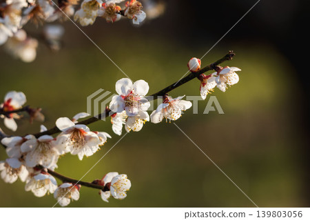 Plum blossoms shining in the sunlight 08 Plum blossoms shining in the sunlight 08 139803056