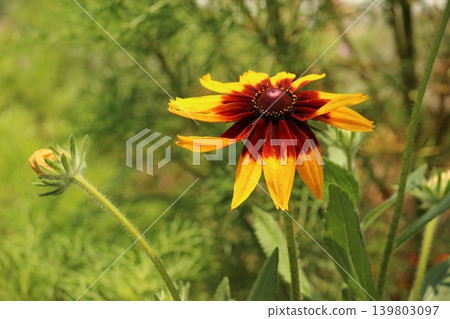 Red dahlia Red dahlia 139803097
