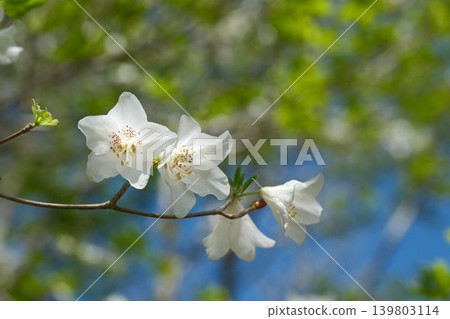 A photograph capturing the white azalea blossoms bathed in sunlight, along with the tips of the branches. A photograph capturing the white azalea blossoms bathed in sunlight, along with the tips of the branches. 139803114