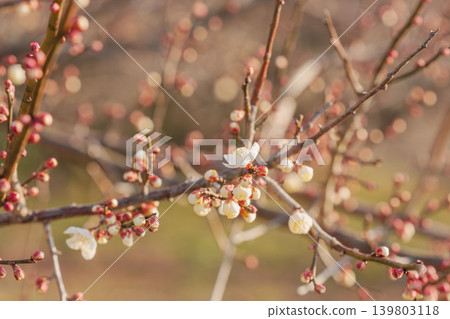 Plum blossoms bathed in the morning sunlight 11 Plum blossoms bathed in the morning sunlight 11 139803118