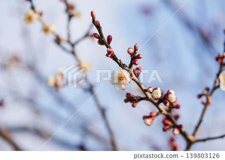 Plum blossoms bathed in the morning sunlight (24) Plum blossoms bathed in the morning sunlight (24) 139803126