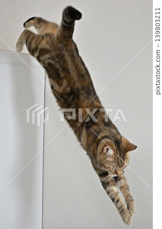 American Shorthair playing by jumping dynamically indoors American Shorthair playing by jumping dynamically indoors 139803211