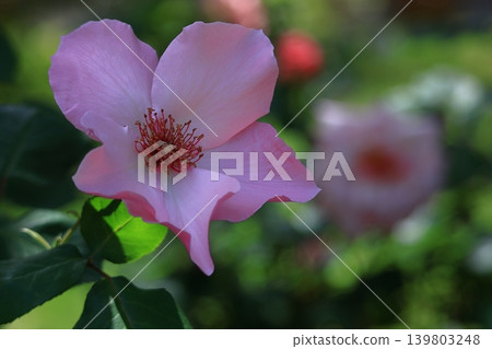 花的女王 139803248