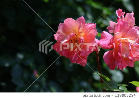 花的女王 139803254