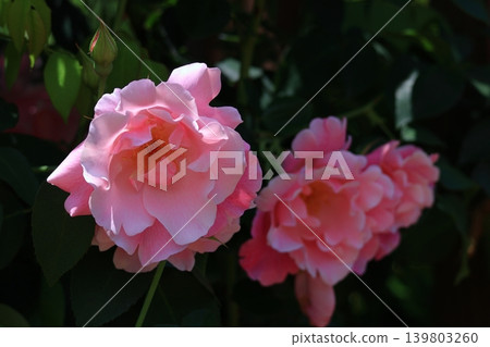 花的女王 139803260
