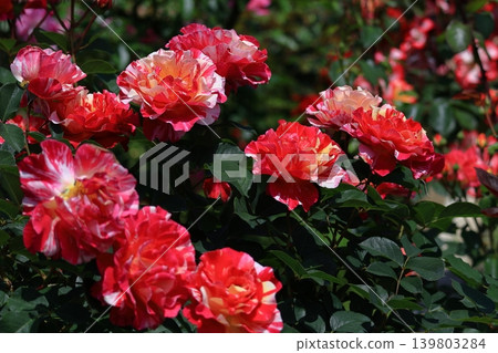 花的女王 花的女王 139803284