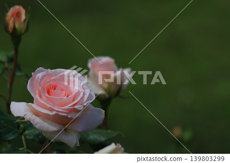 花的女王 139803299