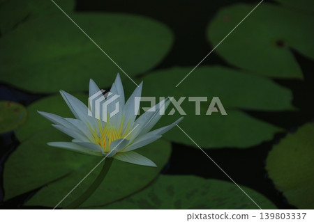 Floating elegantly on the surface of the water Floating elegantly on the surface of the water 139803337