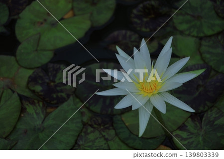 Floating elegantly on the surface of the water 139803339