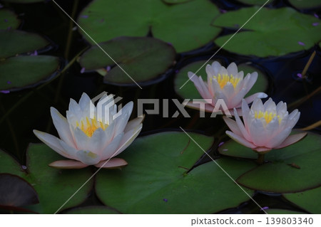 Floating elegantly on the surface of the water Floating elegantly on the surface of the water 139803340