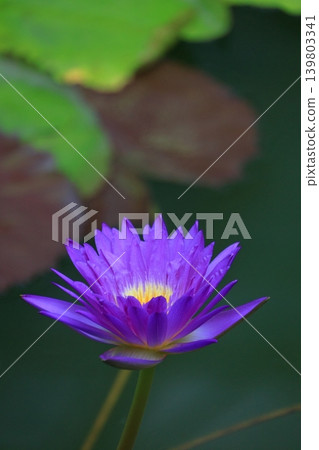 Floating elegantly on the surface of the water 139803341