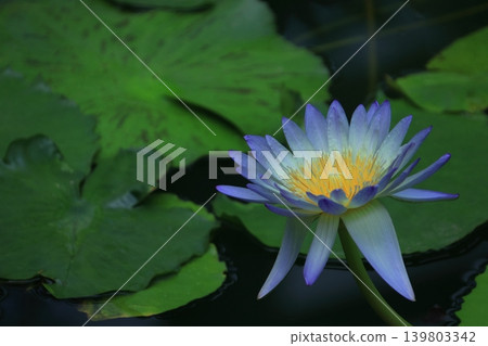 在水面上優雅地漂浮 在水面上優雅地漂浮 139803342