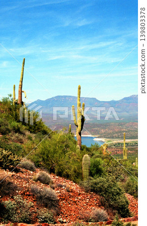 Film Work Old Saguaro Cactus Sonora desert Arizona 139803378