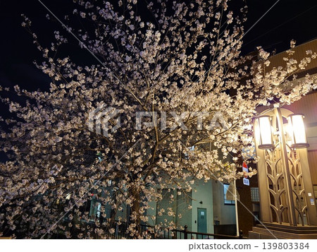 Cherry blossoms at night with a streetlamp on the right. Cherry blossoms at night with a streetlamp on the right. 139803384