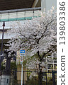 Cherry blossoms nestled beside buildings 139803386