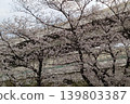The highway visible through the gaps in the cherry blossoms 139803387