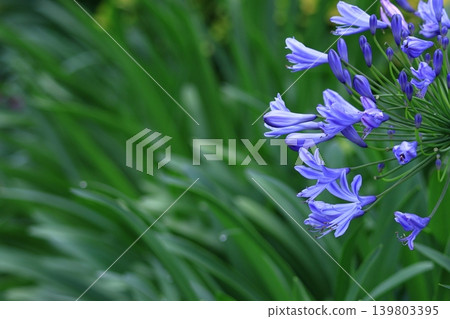 Blooming radially 139803395