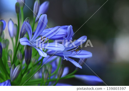 Blooming radially Blooming radially 139803397