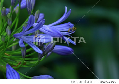Blooming radially 139803399