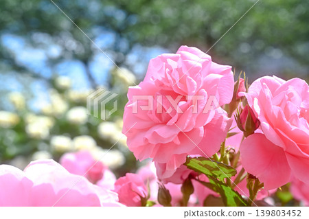 Rose of pink 139803452