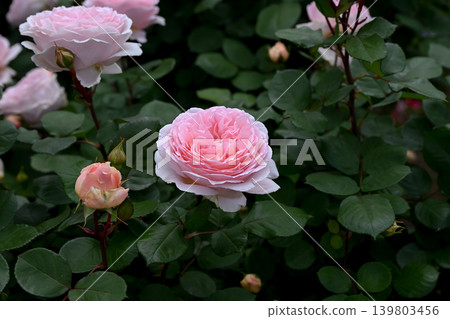 Rose of pink Rose of pink 139803456