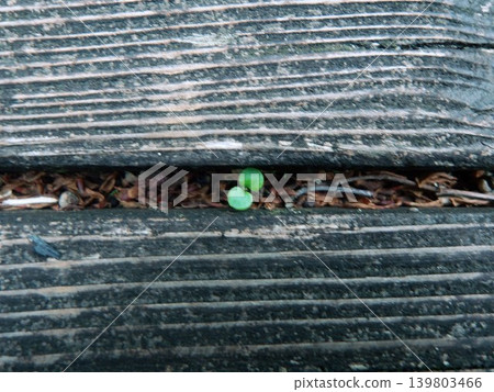 Tiny new shoots sprouting in the gaps of the wooden deck Tiny new shoots sprouting in the gaps of the wooden deck 139803466