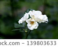 White Rose Flower 139803633