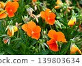 Orange viola 139803634