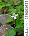 White flowers of Dokudami 139803635