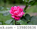 Rose of pink color 139803636