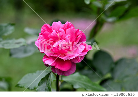 Rose of pink color Rose of pink color 139803636