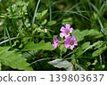 Murasaki Kabaki Flower 139803637