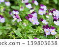 Purple and white viola flowers 139803638