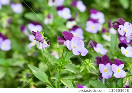 Purple and white viola flowers Purple and white viola flowers 139803638