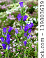 Purple campanula flower 139803639