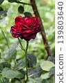 Crimson Rose Flower 139803640