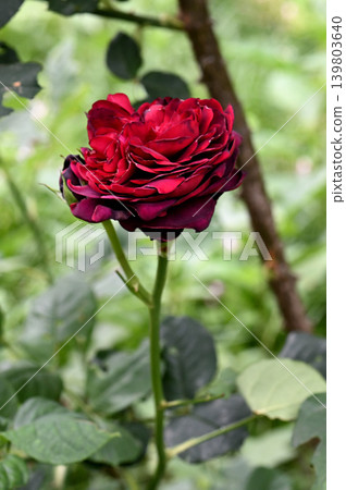 Crimson Rose Flower Crimson Rose Flower 139803640