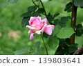 Pale pink rosebuds 139803641